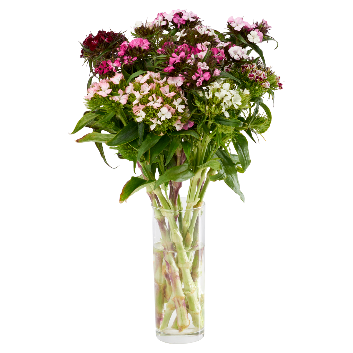 Olive & Acacia Sweet Williams