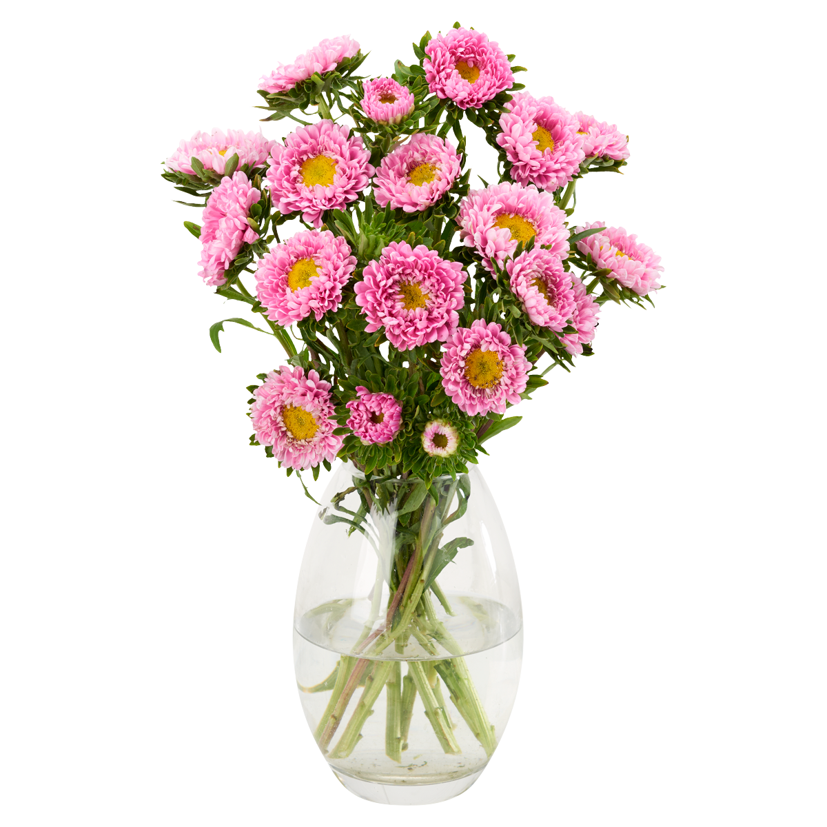 Olive & Acacia Summer Asters