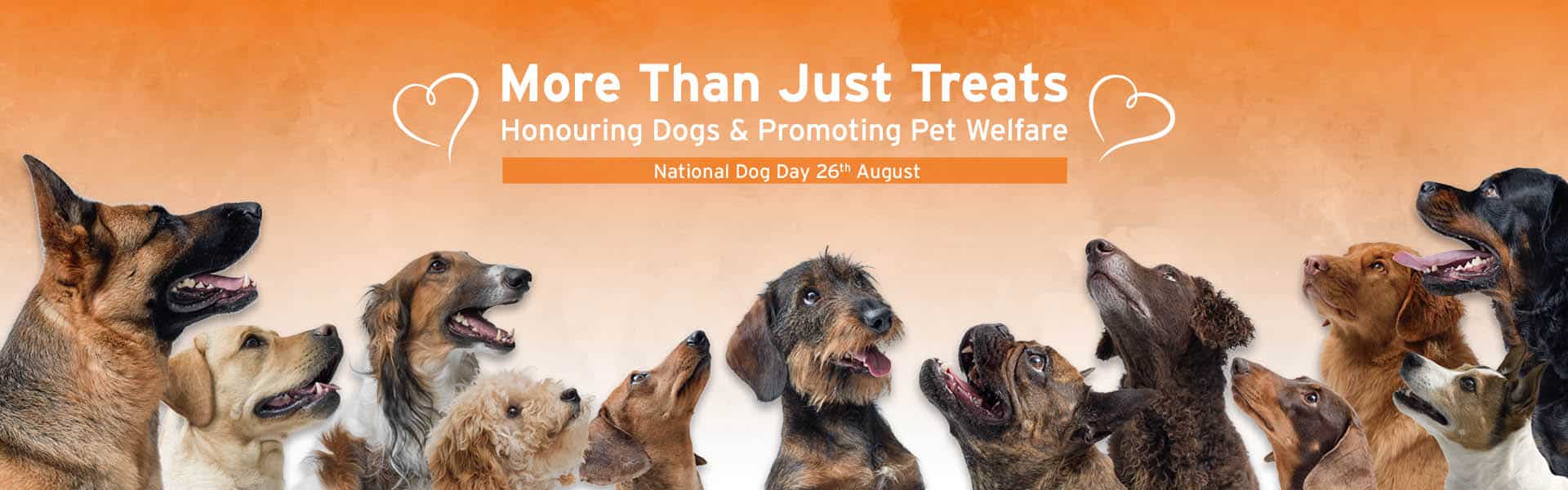 Celebrate International Dog Day with One Stop